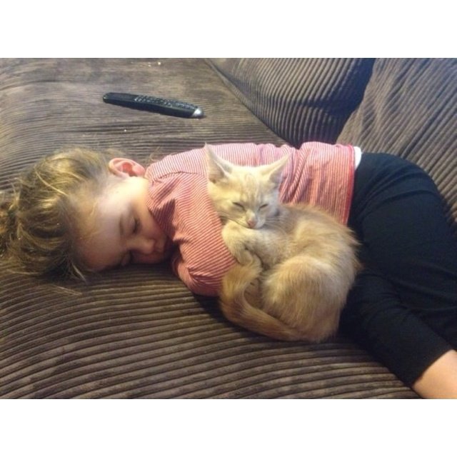 mjwinchester02's tweet photo. My baby is so cute but who's kitten is that? https://t.co/WaGWiHUJxO