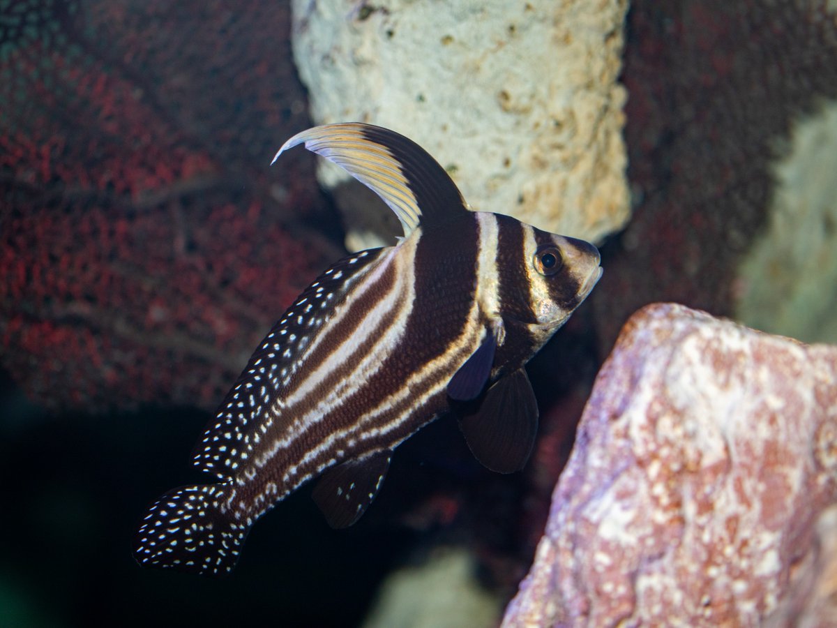 NEAQ's tweet photo. I’m with the drummer 😍

Spotted drums attract mates and communicate using one rockin’ adaptation: they generate sounds by contracting muscles around their swim bladders, beating against it to produce noise—like a drum. 

#FishFacts #OceanLife https://t.co/1O8P0EyCKf