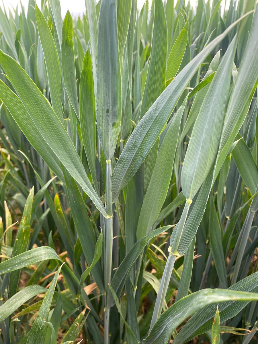 michaelfarr700's tweet photo. Grow stages are so important when managing a wheat crop, so it was great today looking at our latest #Gilboa trial today where we have applied it across 19 varieties at T2! @AdamaUK_ @riverz83 https://t.co/mHi0sUi3rR