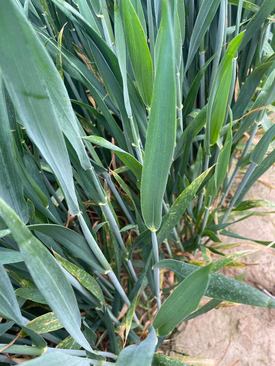 michaelfarr700's tweet photo. Grow stages are so important when managing a wheat crop, so it was great today looking at our latest #Gilboa trial today where we have applied it across 19 varieties at T2! @AdamaUK_ @riverz83 https://t.co/mHi0sUi3rR