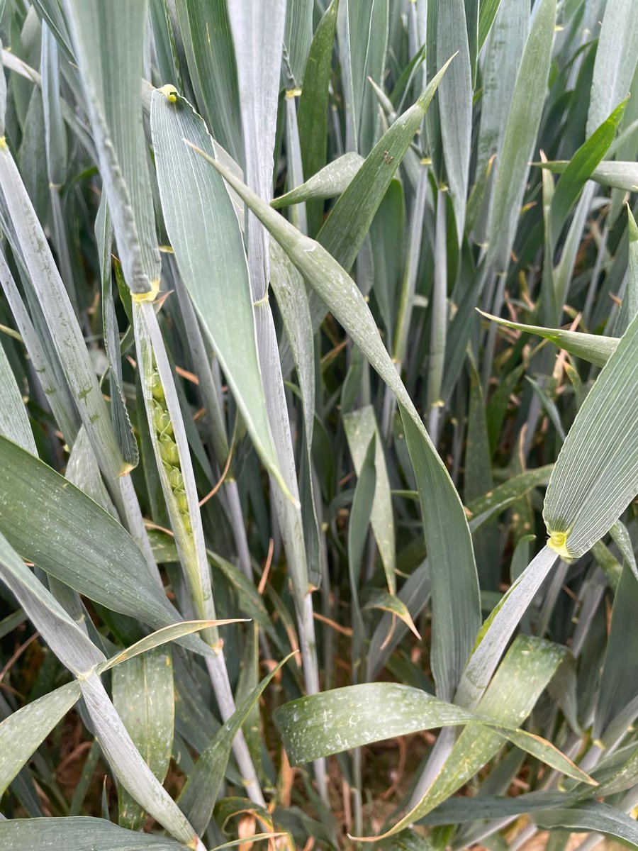 michaelfarr700's tweet photo. Grow stages are so important when managing a wheat crop, so it was great today looking at our latest #Gilboa trial today where we have applied it across 19 varieties at T2! @AdamaUK_ @riverz83 https://t.co/mHi0sUi3rR