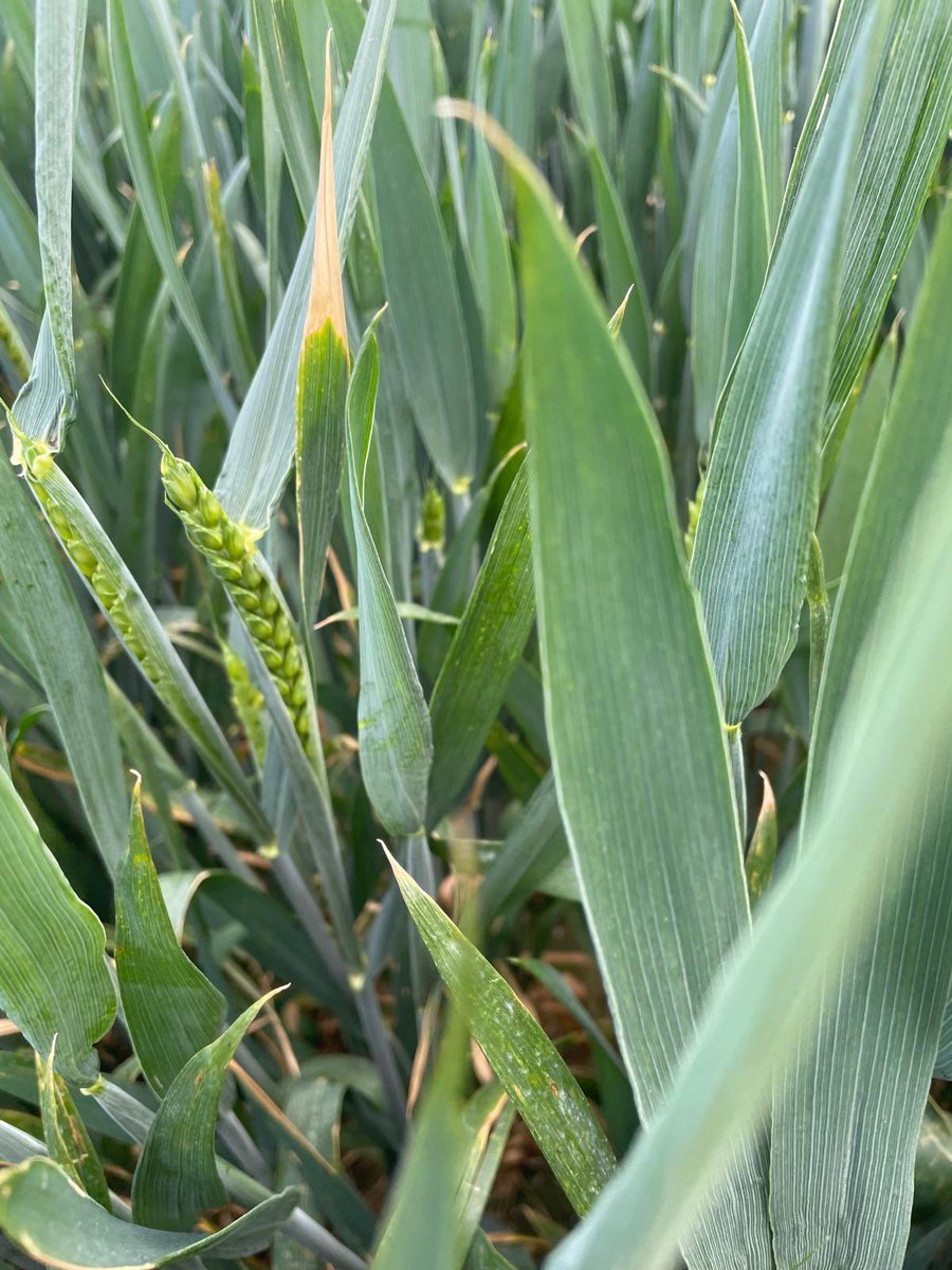 michaelfarr700's tweet photo. Grow stages are so important when managing a wheat crop, so it was great today looking at our latest #Gilboa trial today where we have applied it across 19 varieties at T2! @AdamaUK_ @riverz83 https://t.co/mHi0sUi3rR