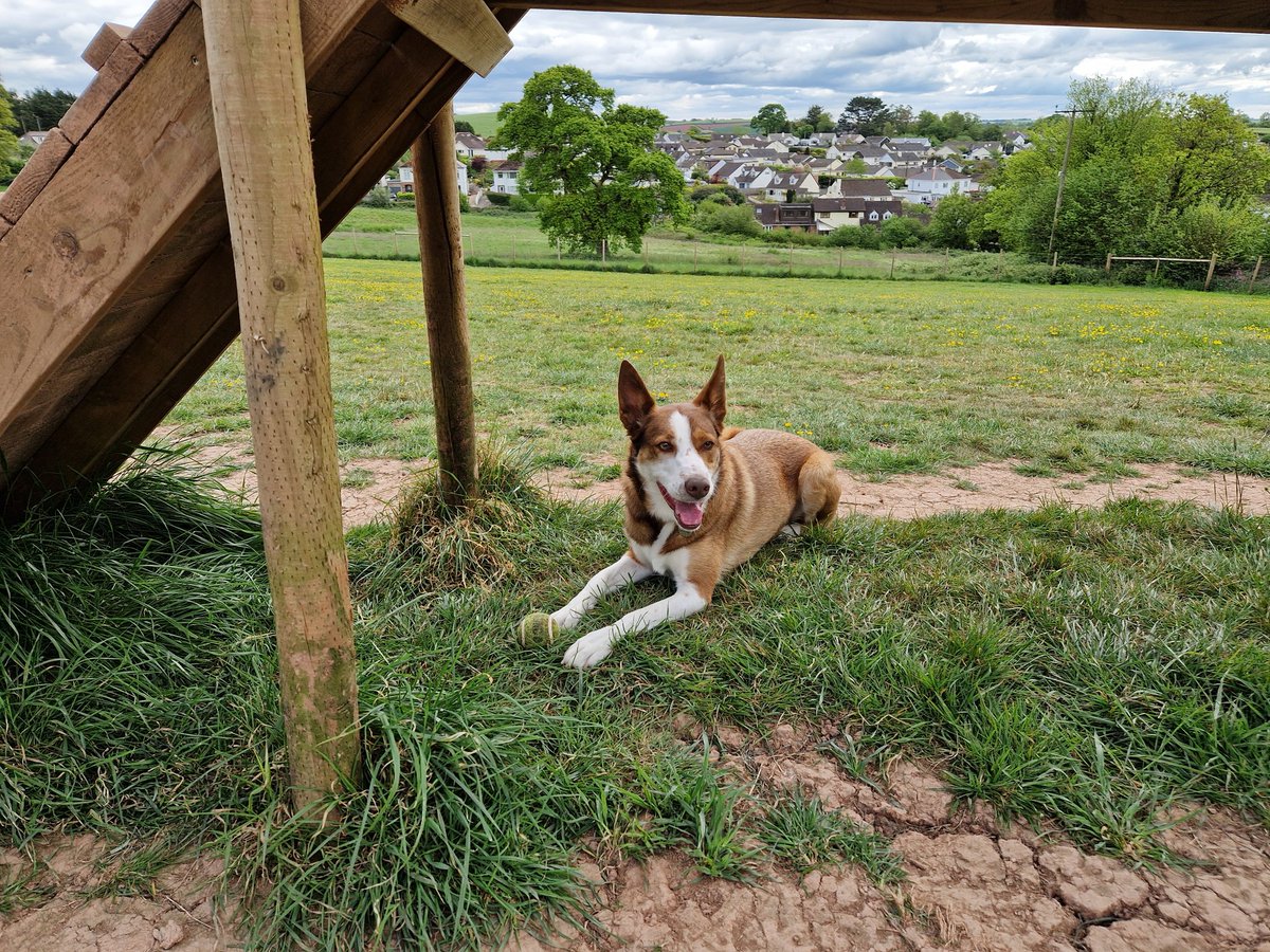 Coco 🐕🥎🐾🐾 tweet media