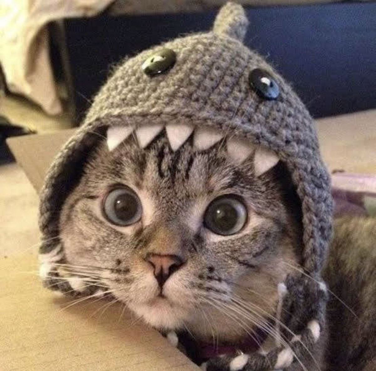 Shark Cat 🦈🐱 tweet media