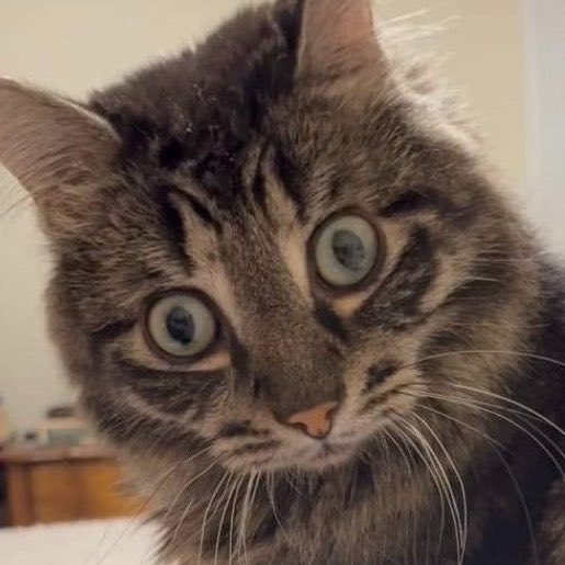 professional cat-ifyer of the HR cast tweet media