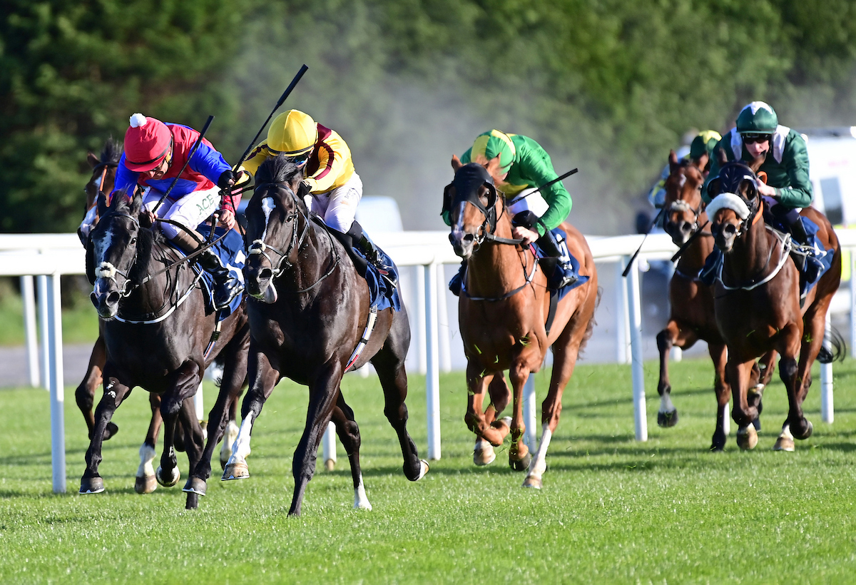 Roscommon Racecourse tweet media