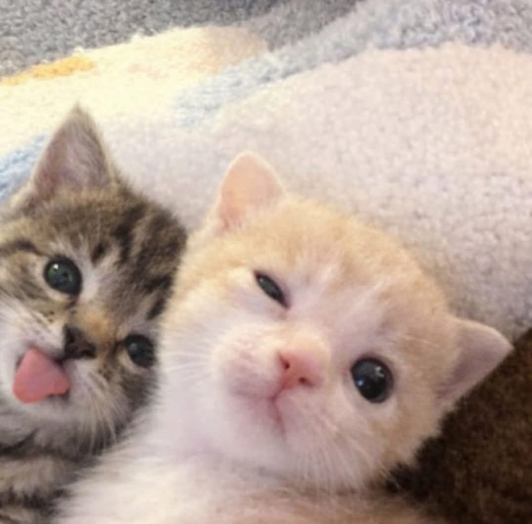 CuteLittleCats🐱 tweet media