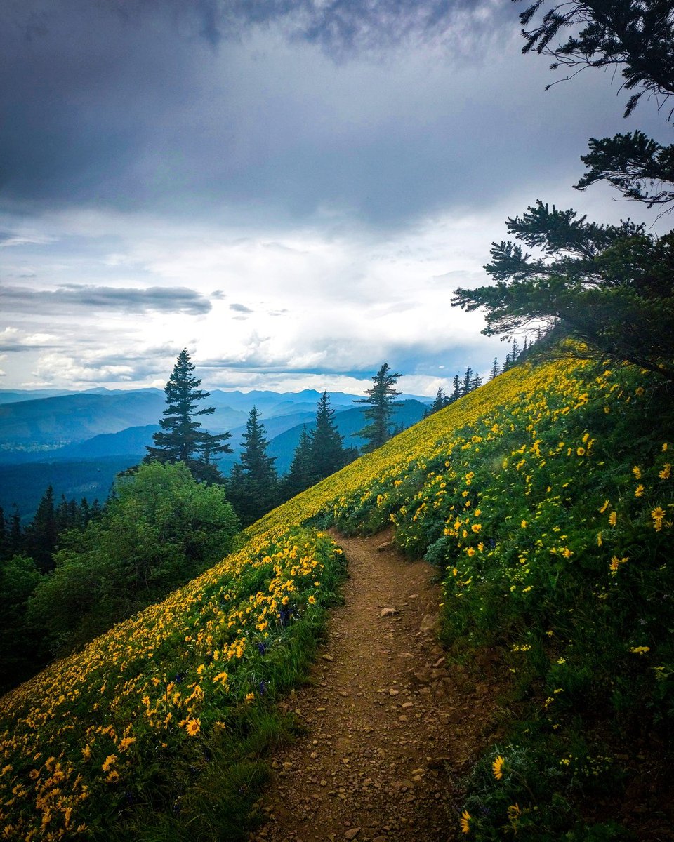 Jessie Hikes 🌲 tweet media