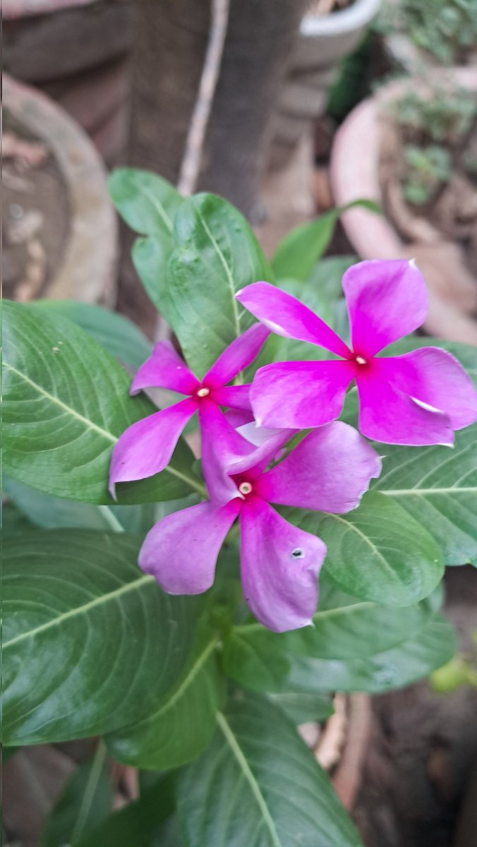 lightseekerusha's tweet photo. Some flowers bloom quietly,
turning ordinary corners into small miracles. 🌸
Beauty does not always ask to be seen loudly.

#NatureDiary #Flowers #QuietBeauty #Bloom https://t.co/xmfWqhD0S5