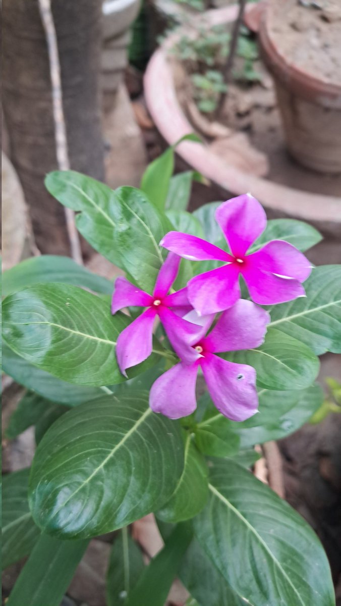 lightseekerusha's tweet photo. Some flowers bloom quietly,
turning ordinary corners into small miracles. 🌸
Beauty does not always ask to be seen loudly.

#NatureDiary #Flowers #QuietBeauty #Bloom https://t.co/xmfWqhD0S5