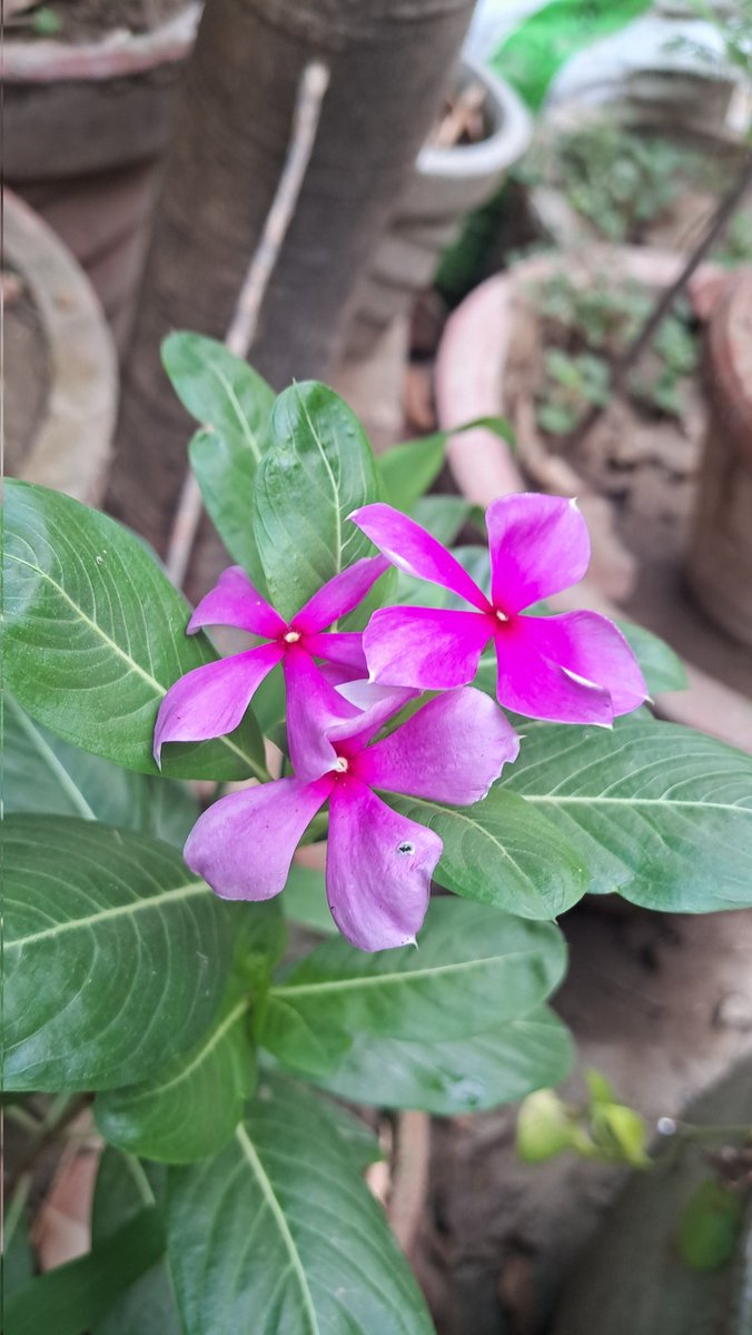 lightseekerusha's tweet photo. Some flowers bloom quietly,
turning ordinary corners into small miracles. 🌸
Beauty does not always ask to be seen loudly.

#NatureDiary #Flowers #QuietBeauty #Bloom https://t.co/xmfWqhD0S5