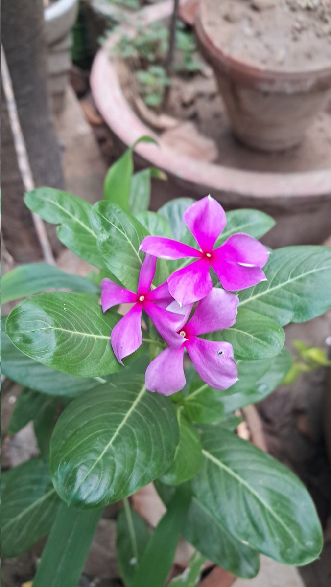 lightseekerusha's tweet photo. Some flowers bloom quietly,
turning ordinary corners into small miracles. 🌸
Beauty does not always ask to be seen loudly.

#NatureDiary #Flowers #QuietBeauty #Bloom https://t.co/xmfWqhD0S5