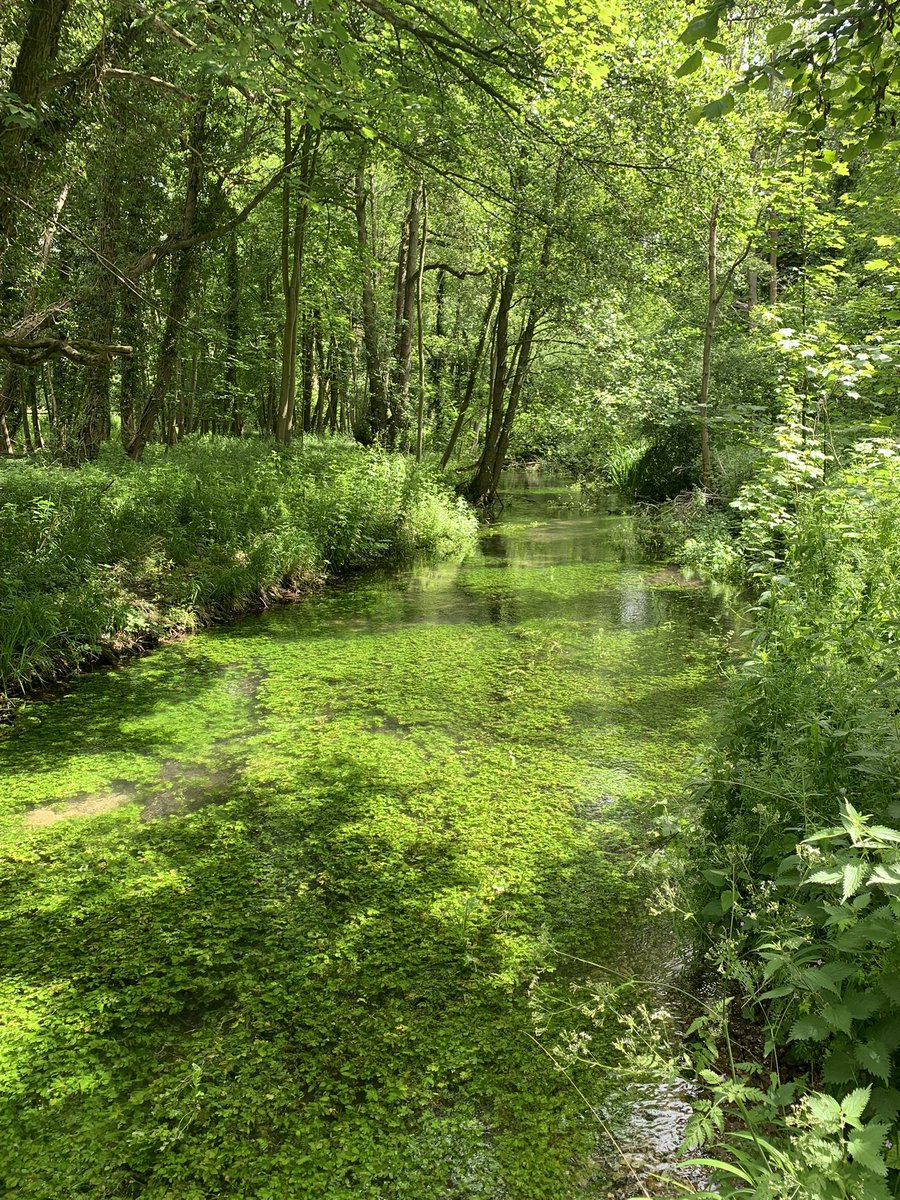 RussellB1ggs's tweet photo. #ChalkStreams @EmmaforWycombe @DefraGovUK  Approximately 220 Rare Chalk streams in England but only 11 have partial protection through SSSI classification🧐@UKLabour if you really care about the environment then everyone should be protected 🙏The River Babingley Norfolk 😍 https://t.co/hZKHImTH2y