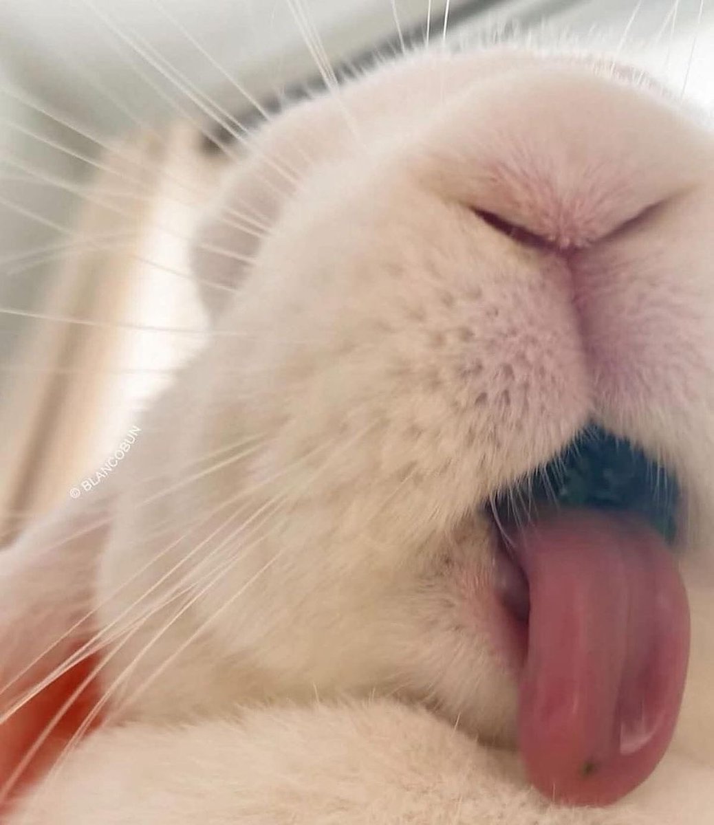 Rabbit tweet media