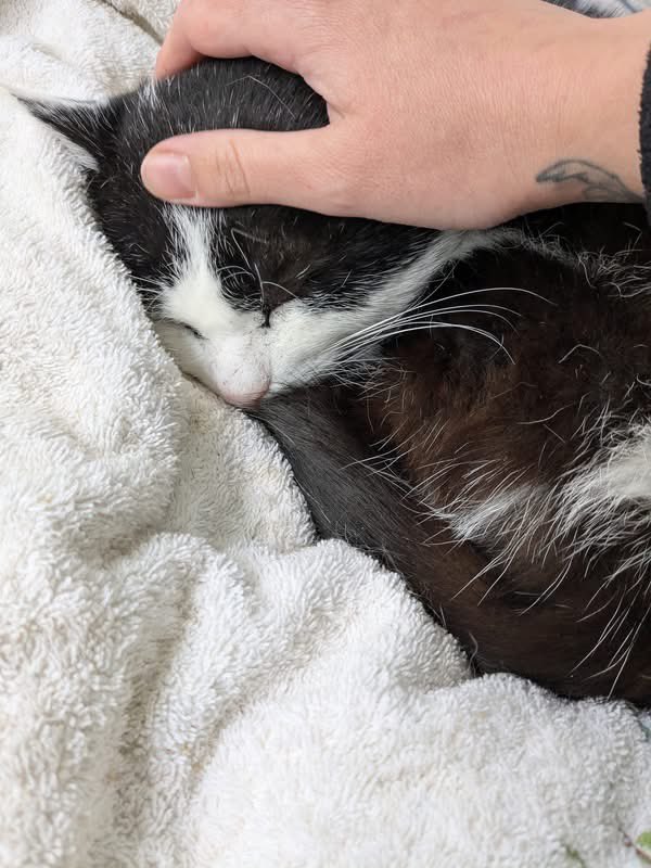 newstartcats1 tweet picture
