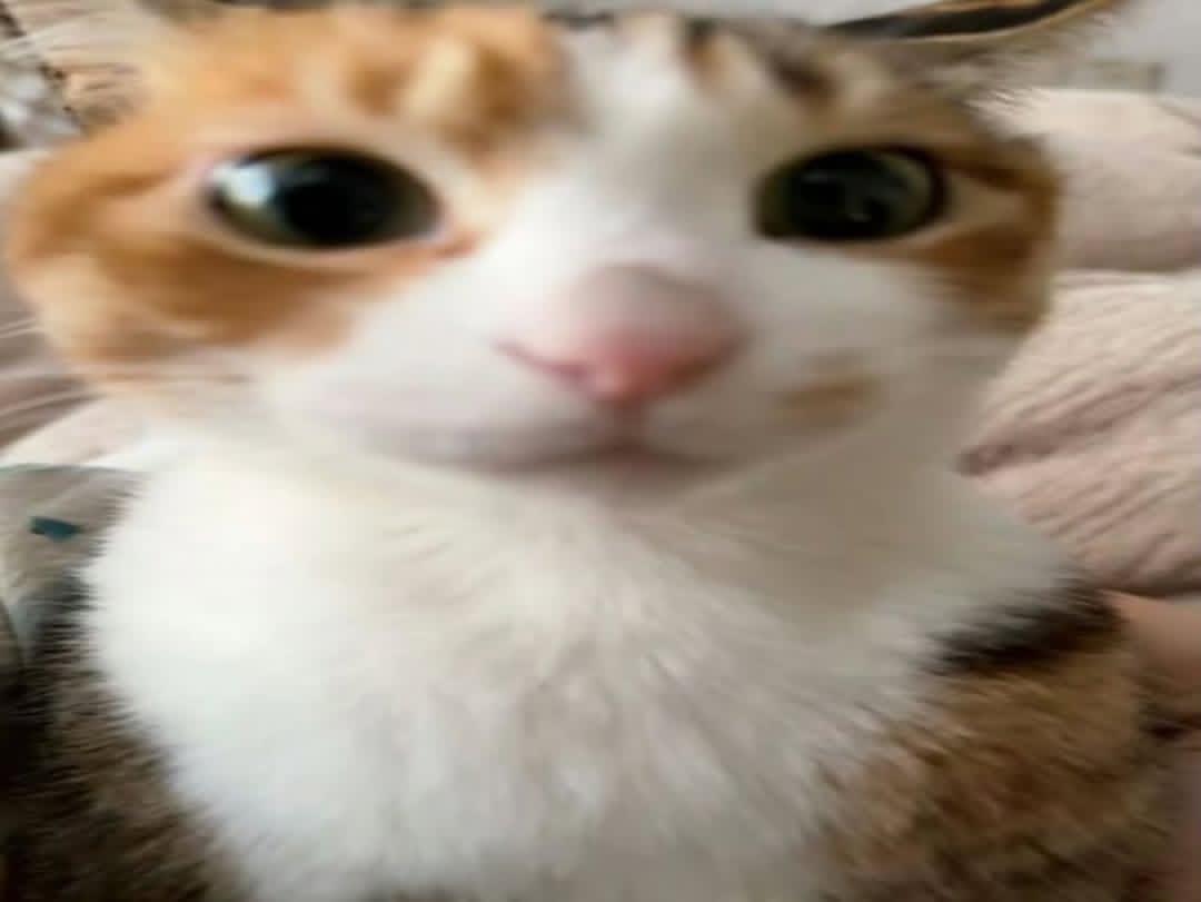 Cat 🐈 tweet media