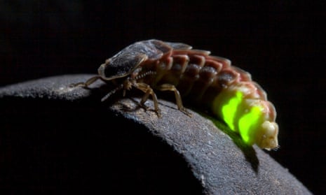 Signe Gorbāne tweet media