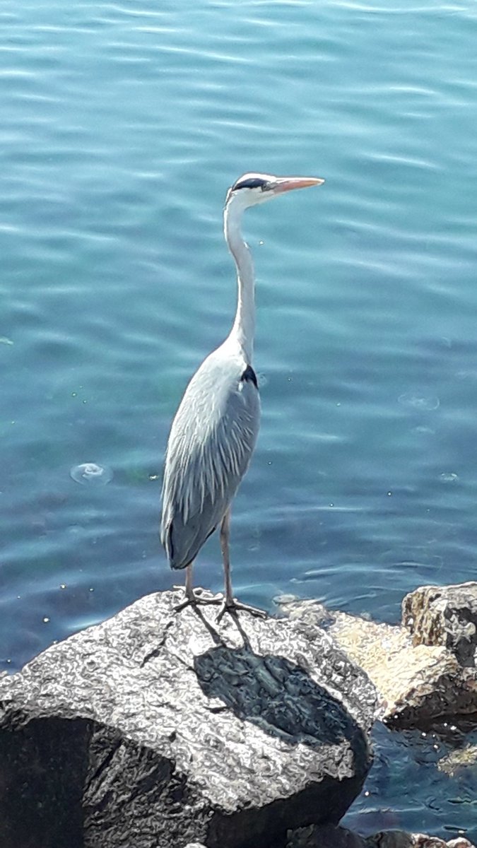 caay34's tweet photo. Gri Balıkçıl Moda İskelesi'nde. Grey Heron on Moda Pier. Istanbul. #kuş #doğa #balıkçıĺ #bird #nature #heron https://t.co/RQfN7WjLST