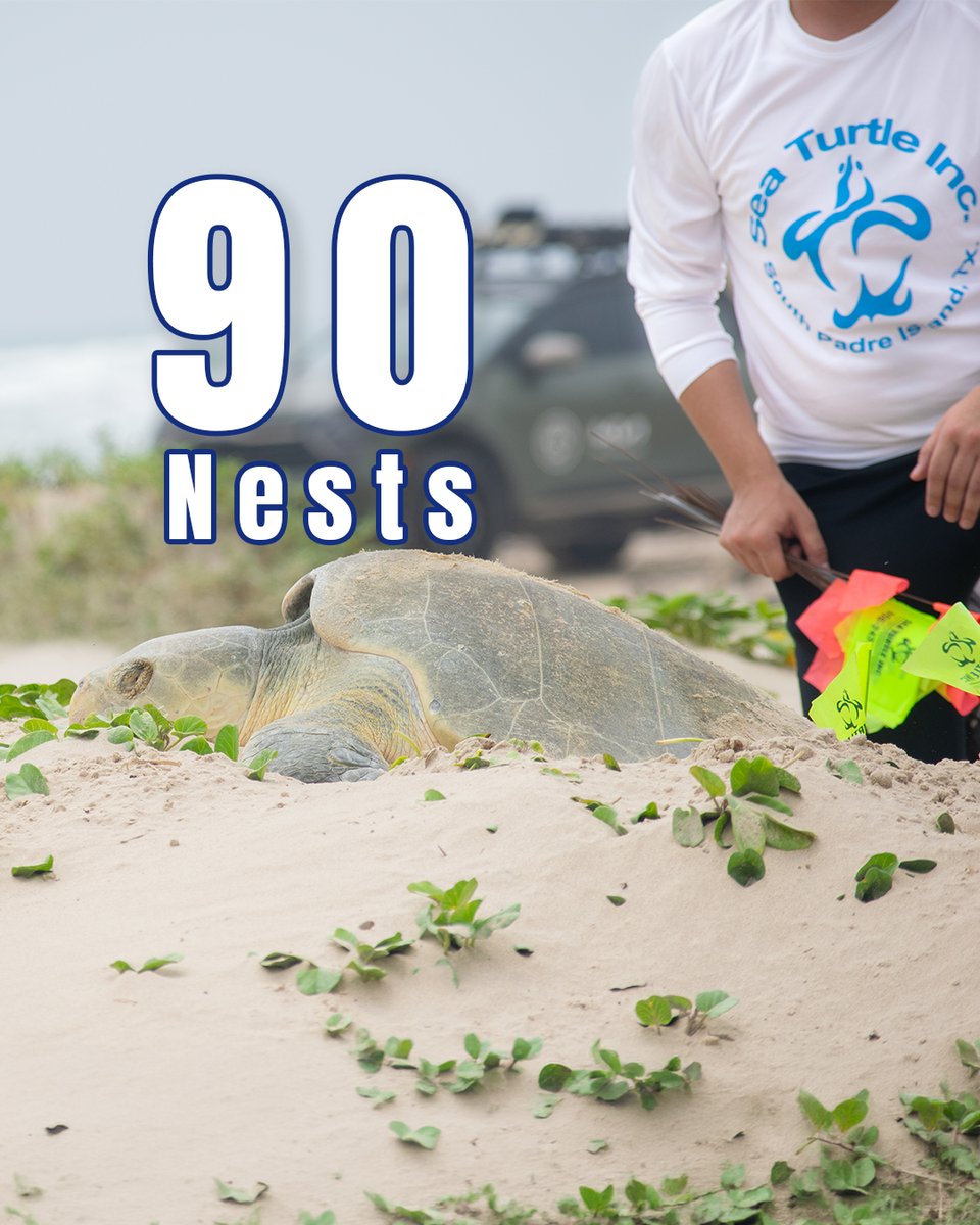 Sea Turtle, Inc. tweet media