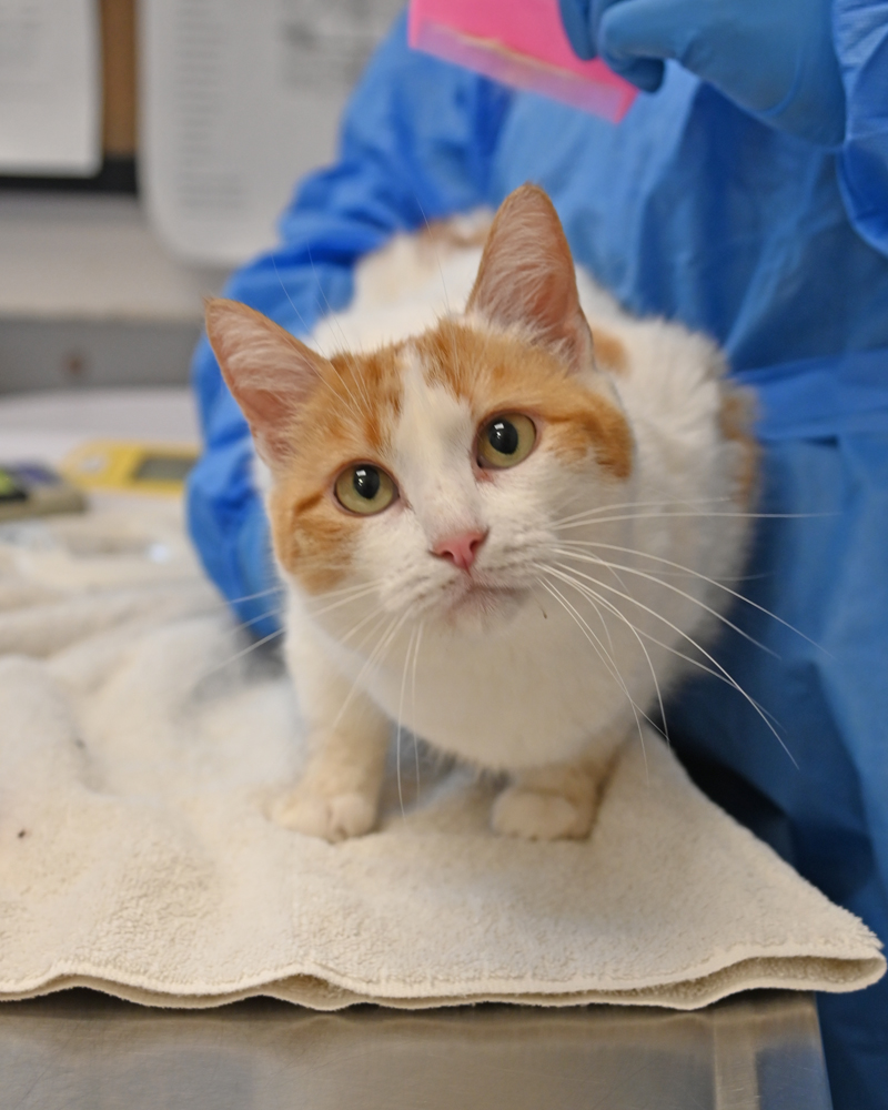 Helen Woodward Animal Center tweet media
