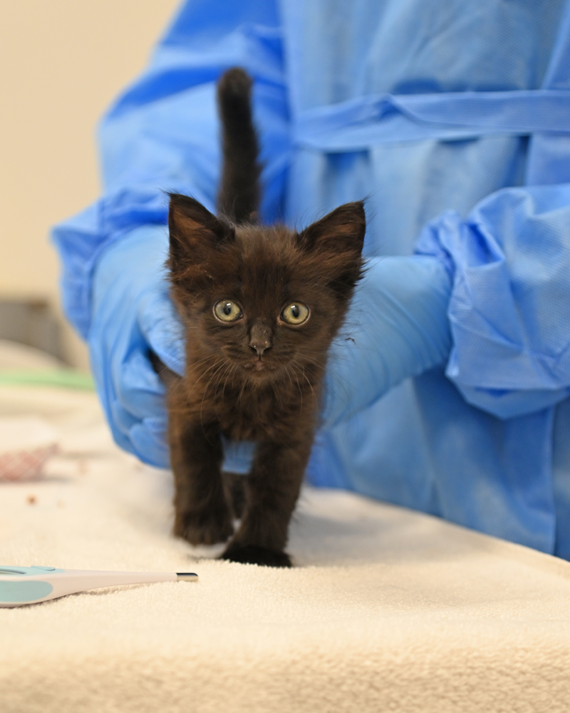 Helen Woodward Animal Center tweet media