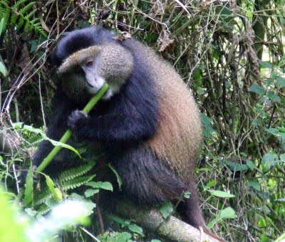 Bwindi Gorilla Trekking Safari Company tweet media