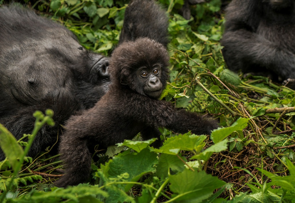 Bwindi Gorilla Trekking Safari Company tweet media
