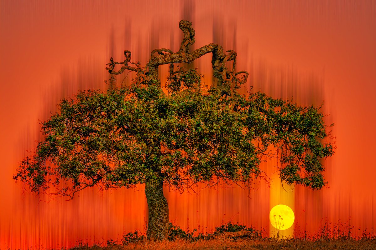 shrkshtr's tweet photo. One of my most favorite Valley Oak in Central California. Moonrise is real (no AI) and Adamski Effect applied... https://t.co/NYlJXqPlvW