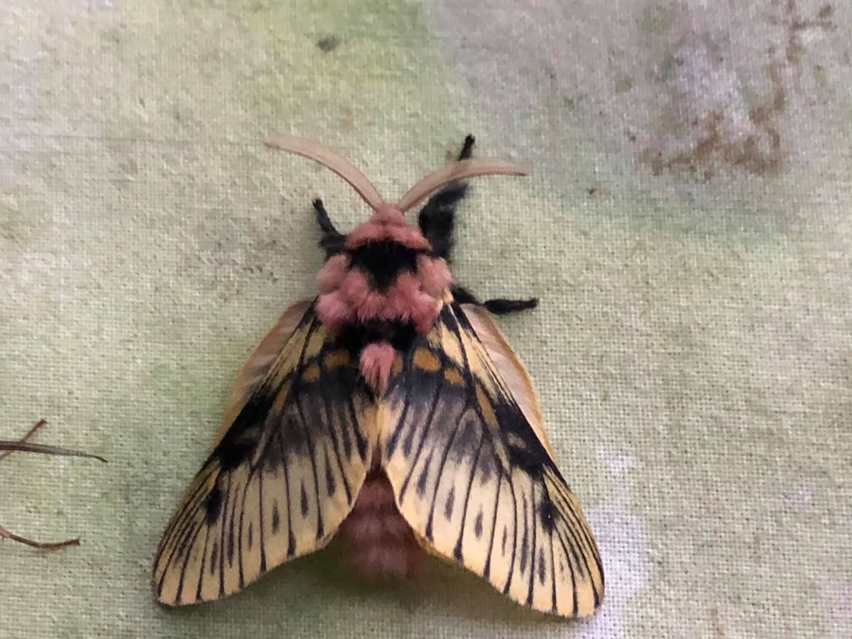 moth tweet media