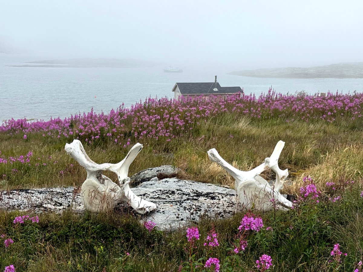 Arctic Kingdom tweet media