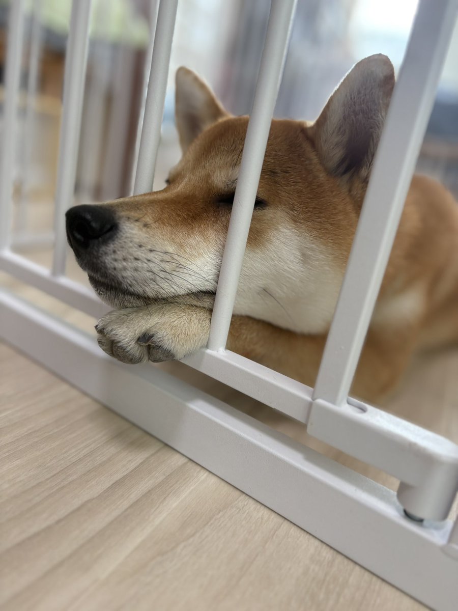 Biwanosuke84's tweet photo. 御決まりのめし待ちポーズ https://t.co/HmPowSyG6r