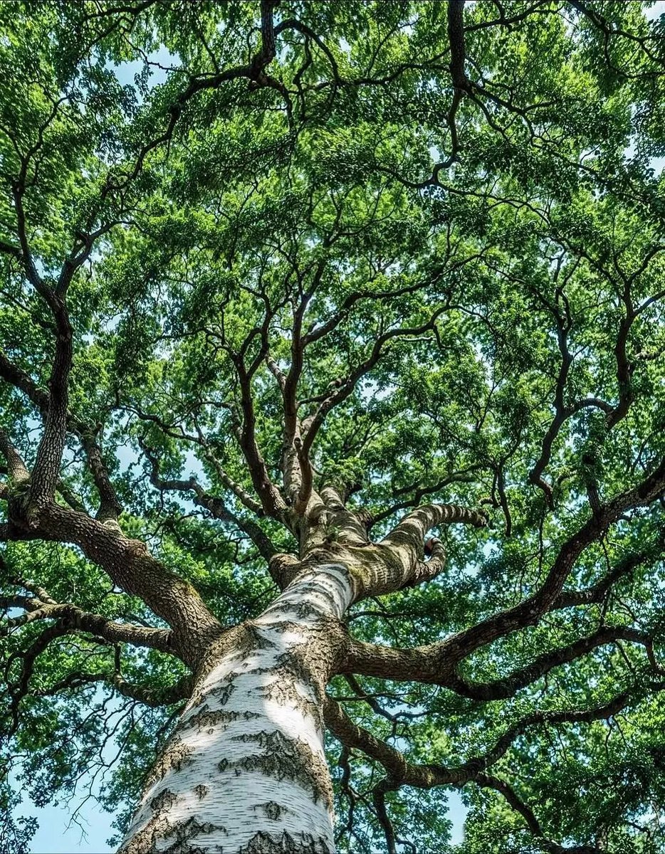 naturehealyou's tweet photo. https://t.co/el9P5BlGc5
