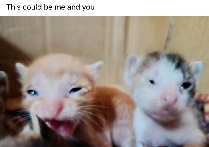 smol silly cat tweet media