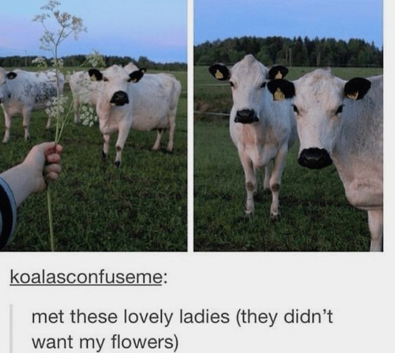 WholesomeMemes tweet media