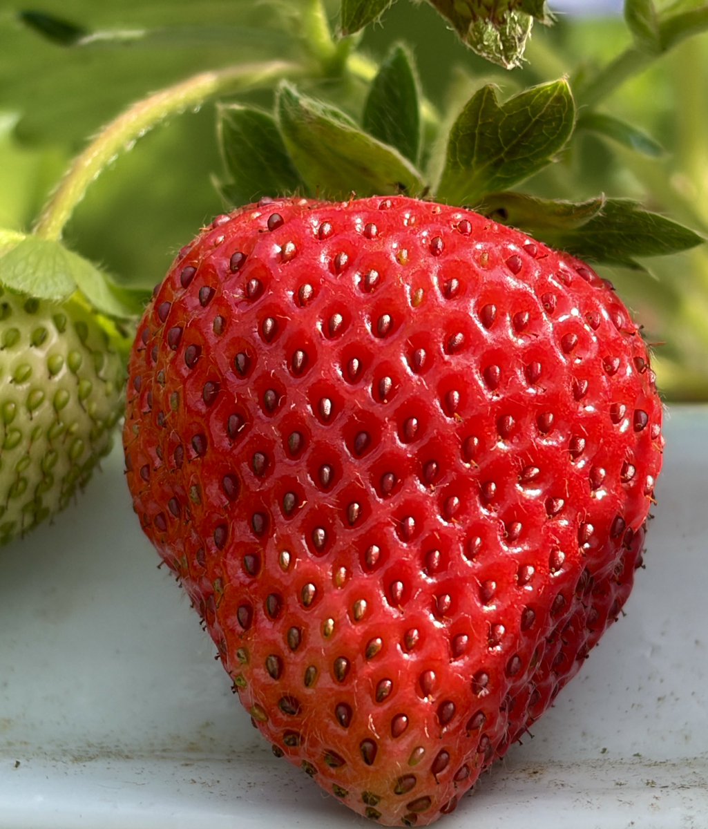おはよぅ☀️ 今日も元気だよ🍓✨️