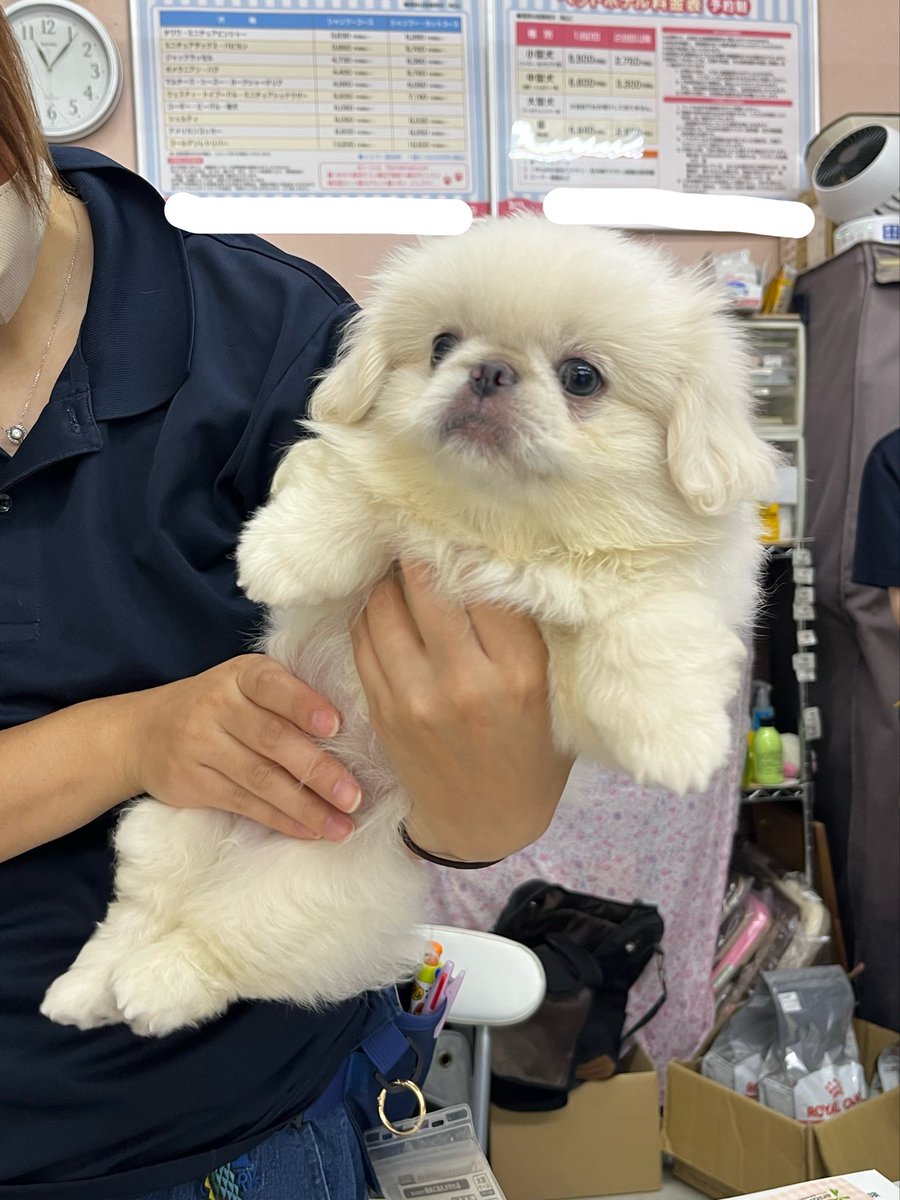 すこやか 麻呂 tweet media