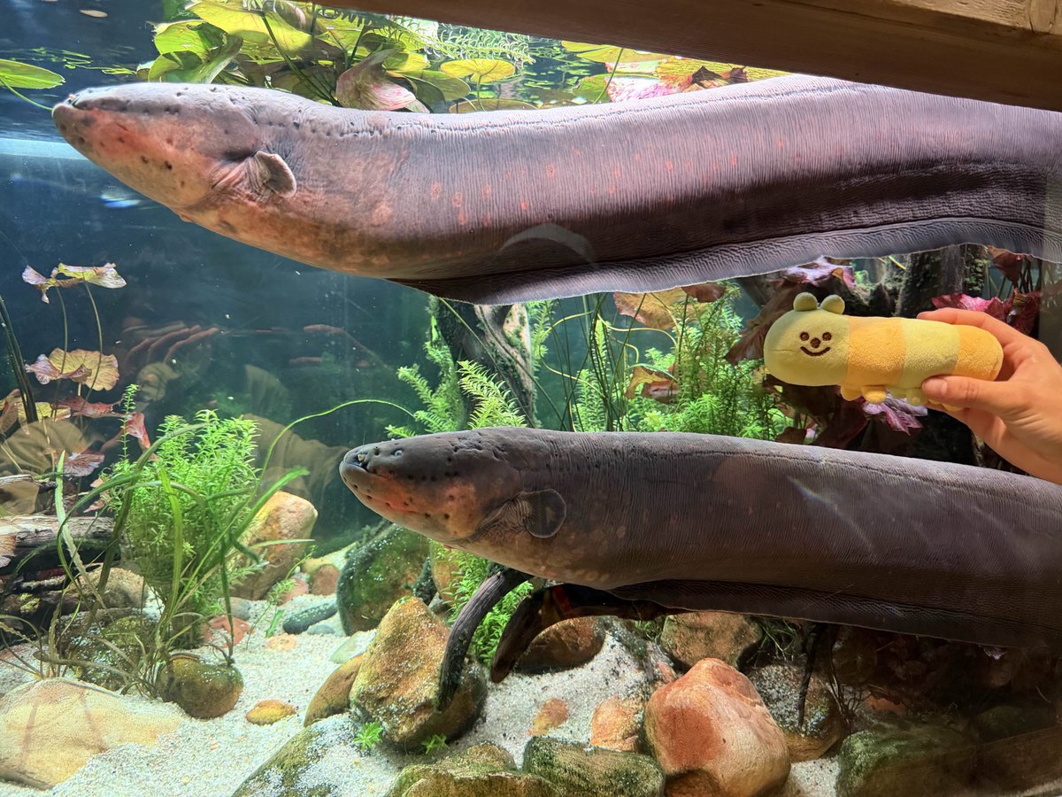 gobwormshop's tweet photo. gobworm visits georgia aquarium 🐬🐠 https://t.co/TyT0wg7xjp