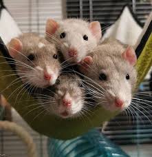 thetimewall's tweet photo. #BREAKING U
#HANTAVIRUS BE AWARE of the FEAR CREATION
NEWS CYCLE (3 Deaths)
Test until positive (2020) Documented
News Scoreboard: Cases Cases Cases
PCR Test: No standardized cycle threshold = Cases
42.8% COVID-19 cases exhibited no symptoms
https://t.co/bNlX5wVzCW #Collusionism https://t.co/YBizoJKiaQ