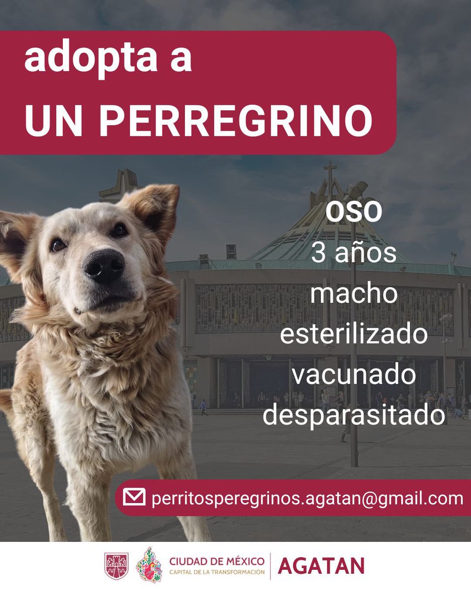 Ana J Villagrán tweet media