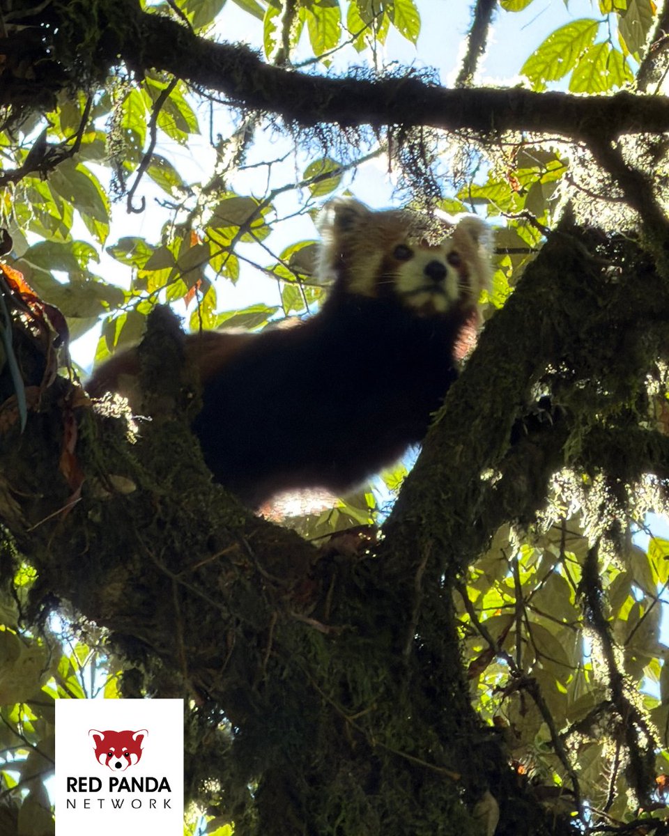 Red Panda Network tweet media