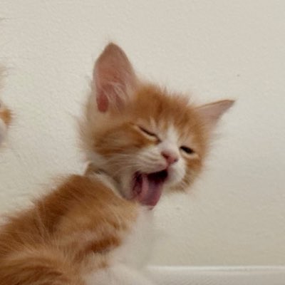 ターニャ🐈 tweet media