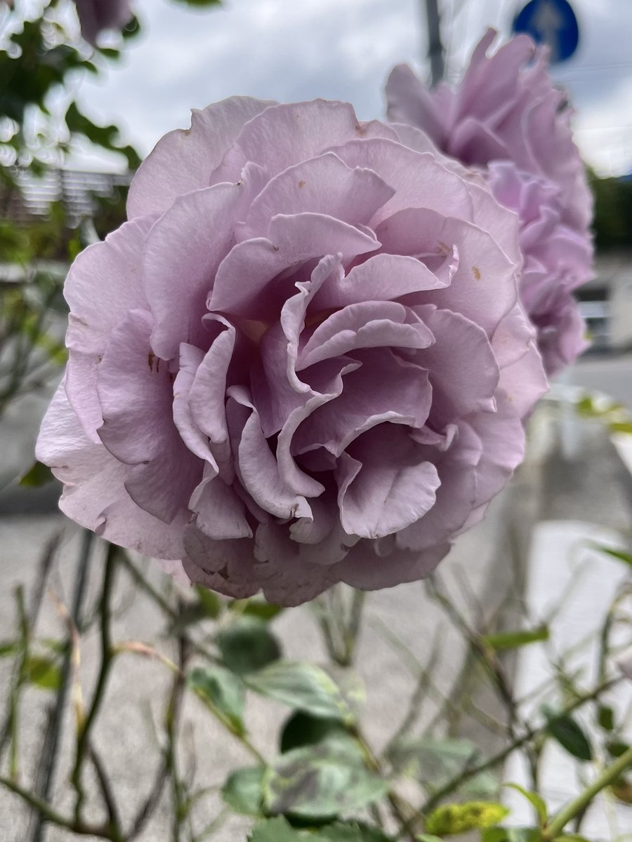 薔薇の名前（Il Nome della Rosa）】 通勤や散歩で出会った薔薇の名前