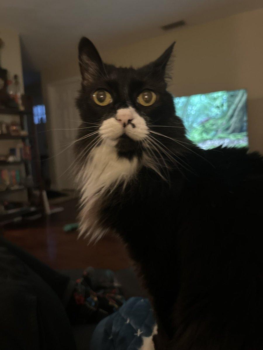 cat named psycho tweet media