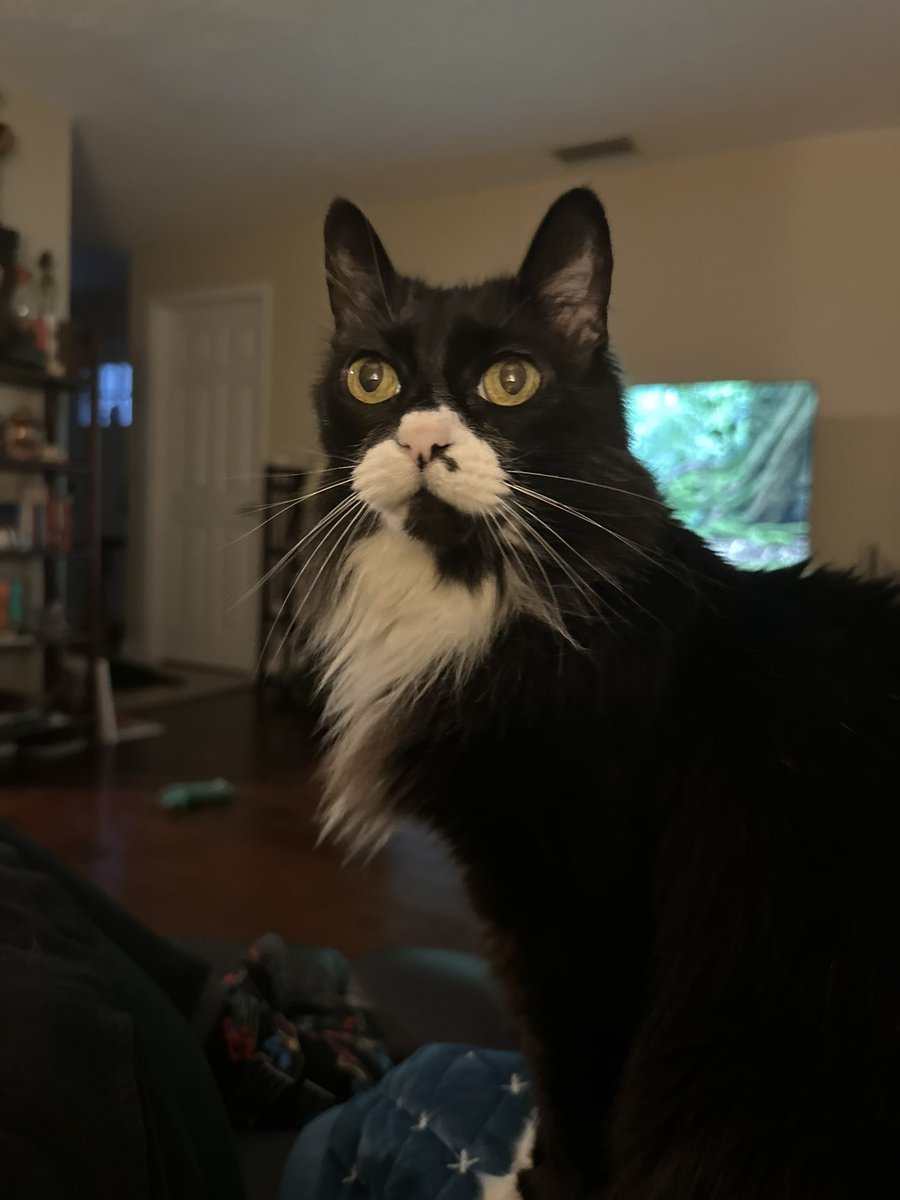 cat named psycho tweet media