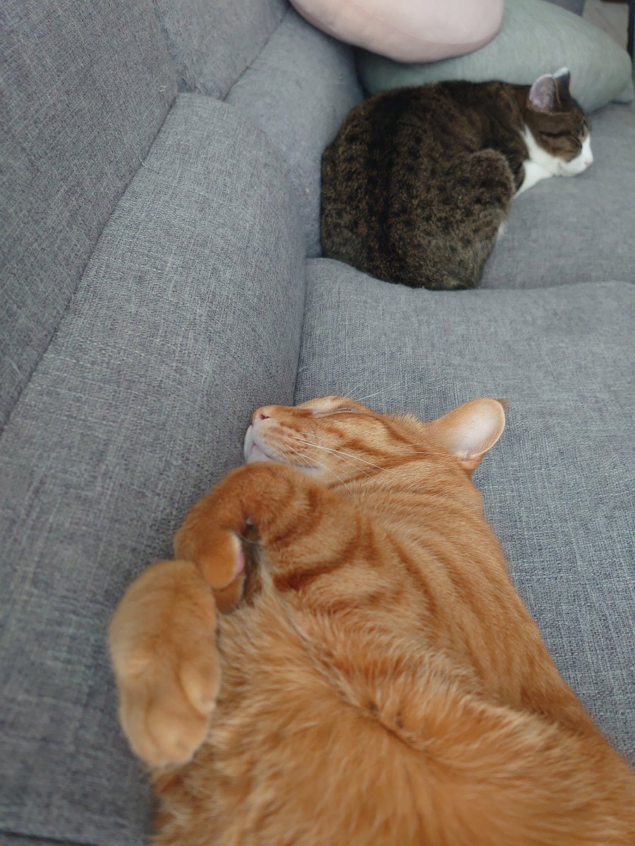 猫のいる暮らし tweet media