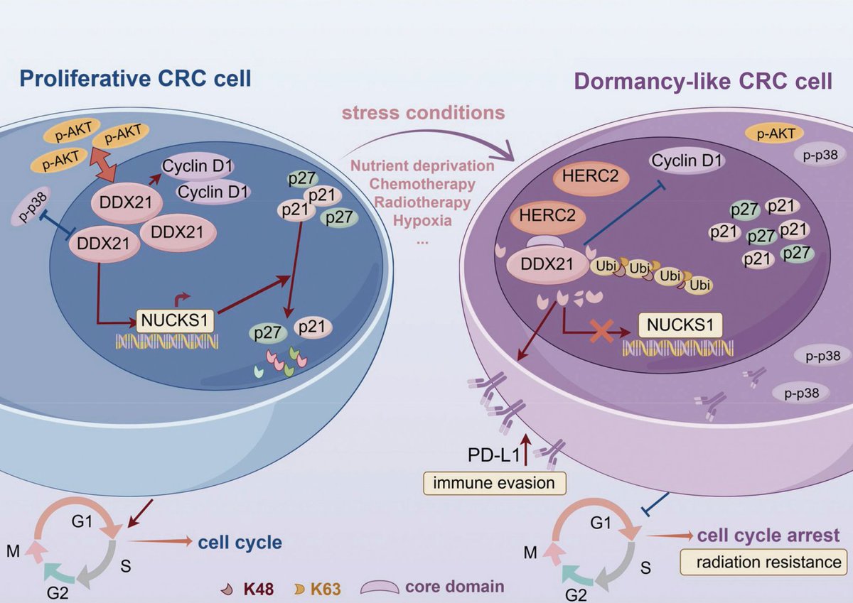 Intestinal Cell News tweet media