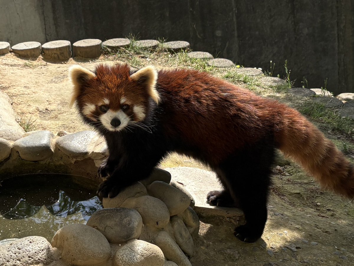 nishiyama_zoo's tweet photo. 本日も夏日になりそうです☀️
ごはんと水分補給で乗りきりましょう💦

暑さ対策の為、展示を中止することがあります。

#鯖江市西山動物園
#レッサーパンダ
#アケビ　#かんた　#まつば https://t.co/xctlJux9oS