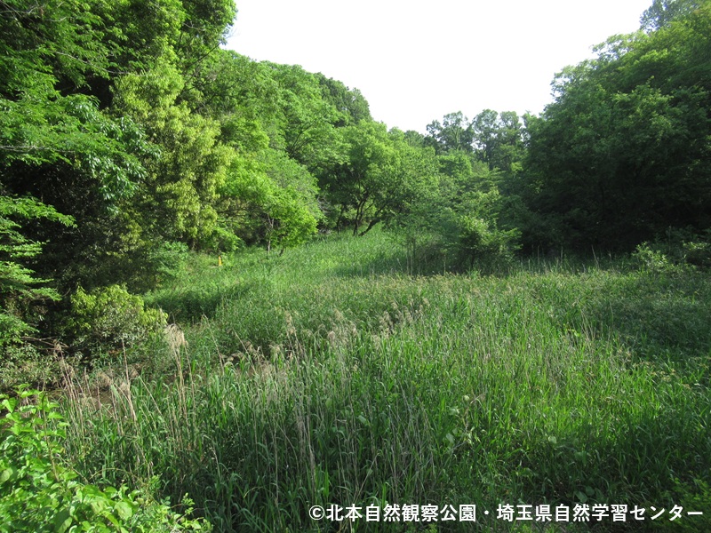埼玉県自然学習センター【公式】 tweet media
