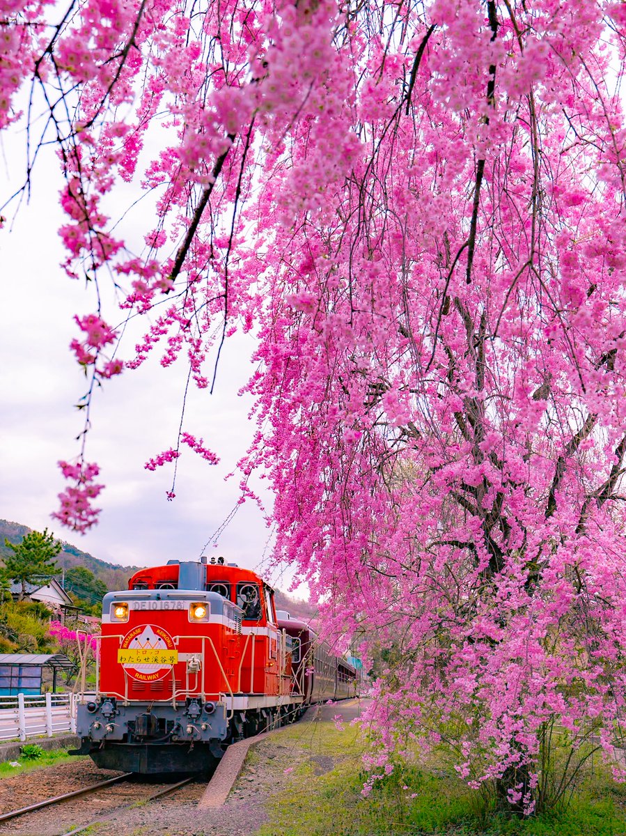 momoyo_sei's tweet photo. トロッコ列車！🌸
#わたらせ渓谷鉄道 https://t.co/DcJN3hWK8K
