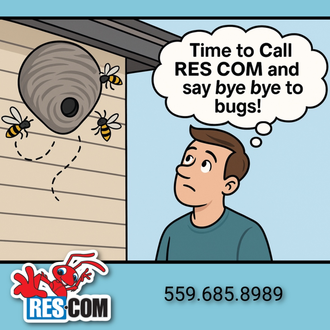 ResComPest's tweet photo. Wasps – Aggressive &amp; Not Afraid of You
Unlike bees, wasps can sting multiple times &amp; they’ll chase if they feel threatened.
Nests under your eaves or in the yard? DO NOT DIY this one.
Call the pros at RES COM!
Fast. Safe. Done right the first time.
https://t.co/XPIGAyXMAn https://t.co/GQQ4OQxvVN